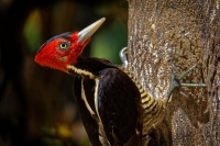Datel svetlezoby - Campephilus guatemalensis - Pale-billed woodpecker 2929